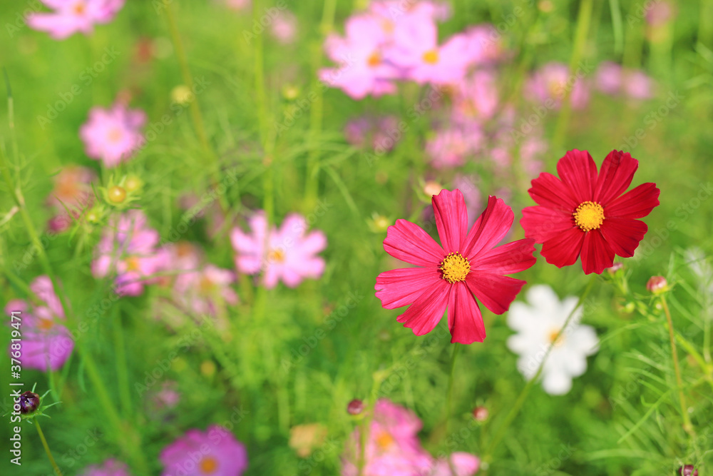 Beautiful cosmos flower blooming in the summer garden field in nature. Beautiful cosmos flower blooming in the summer garden field in nature.