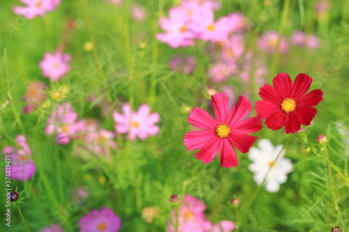 Beautiful cosmos flower blooming in the summer garden field in nature.