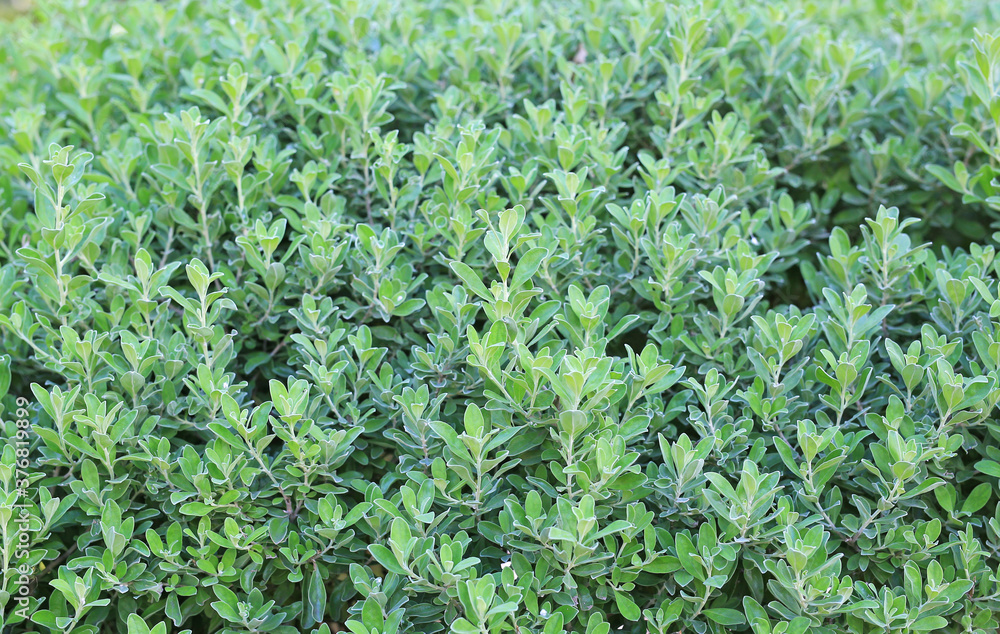 Green leaves wall fence background. Garden decoration Green leaves wall fence background. Garden decoration