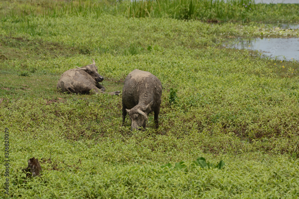 Buffalo with curved horns on grass. Buffalo with curved horns on grass.