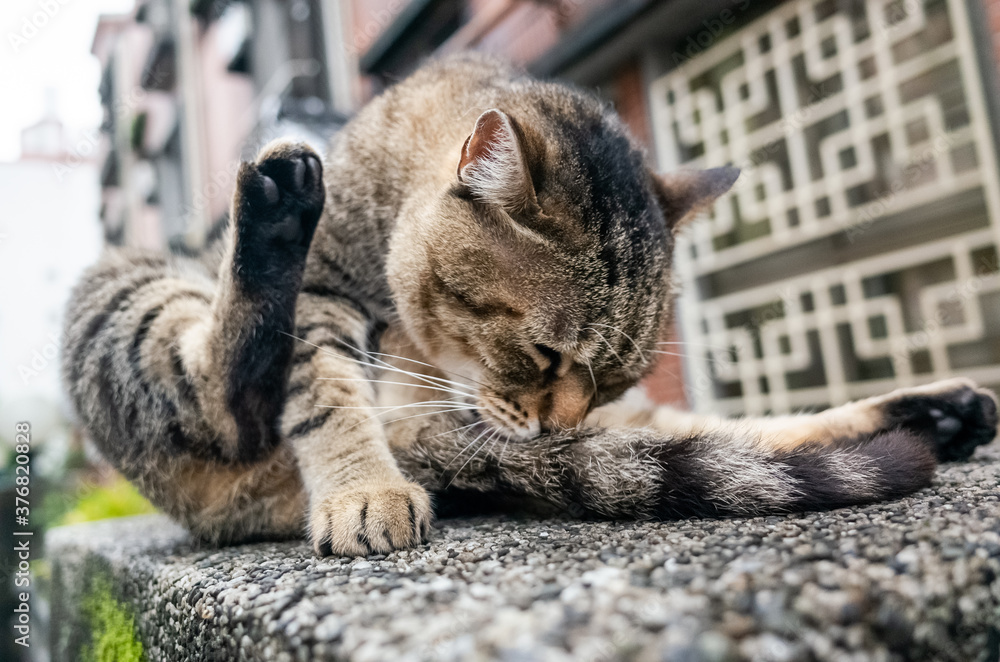 Naklejka premium fat stray tabby cat scratching himself