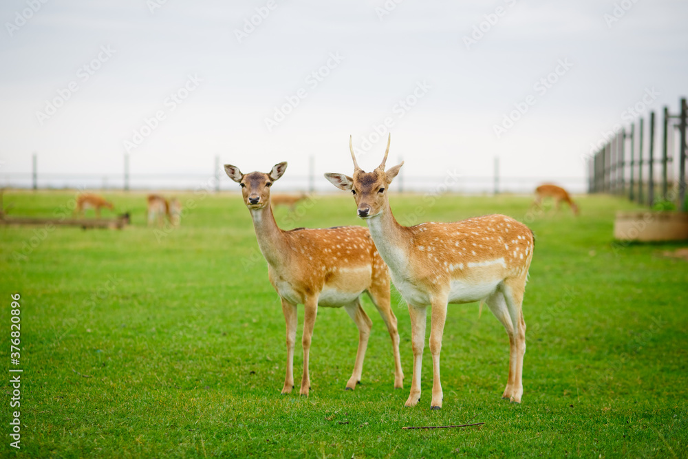 Deers grazing on meadow. Deer herd meadow grazing. Deer herd on deer farm. New born roe deer, wild spring nature. Deers grazing on meadow. Deer herd meadow grazing. Deer herd on deer farm. New born roe deer, wild spring nature.