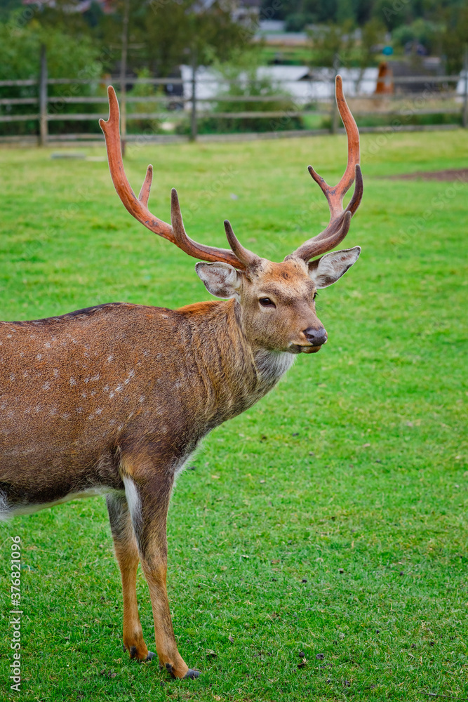 Selective focus. Close-up portrait of a deer with horns in a pen on a background of green grass. Animal care on a deer farm Selective focus. Close-up portrait of a deer with horns in a pen on a background of green grass. Animal care on a deer farm