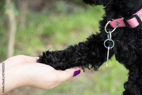 Woman Hand holding black poodle dog paw special puppy bond