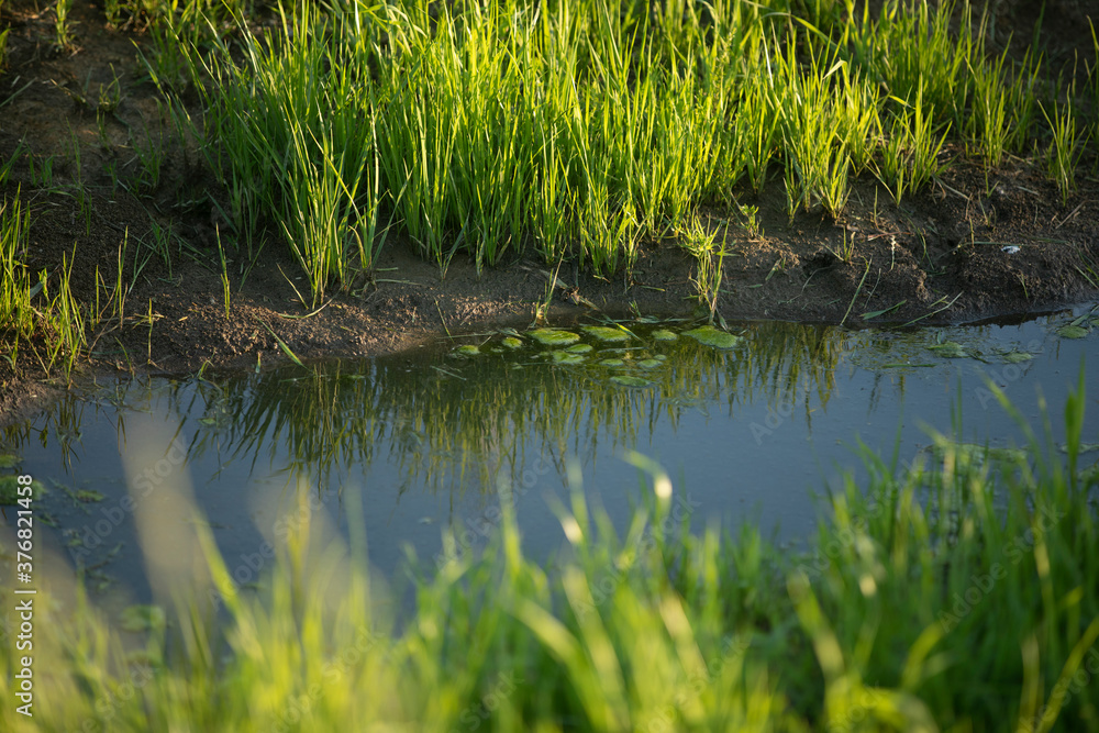 Fototapeta premium Pound
