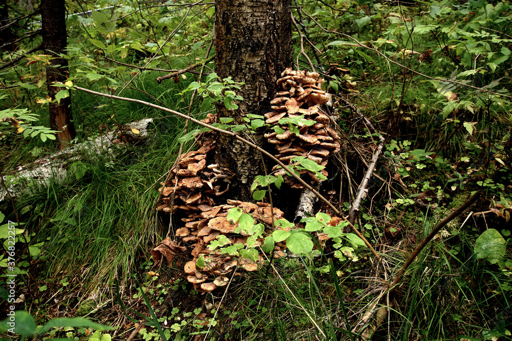 Fototapeta premium moss on tree