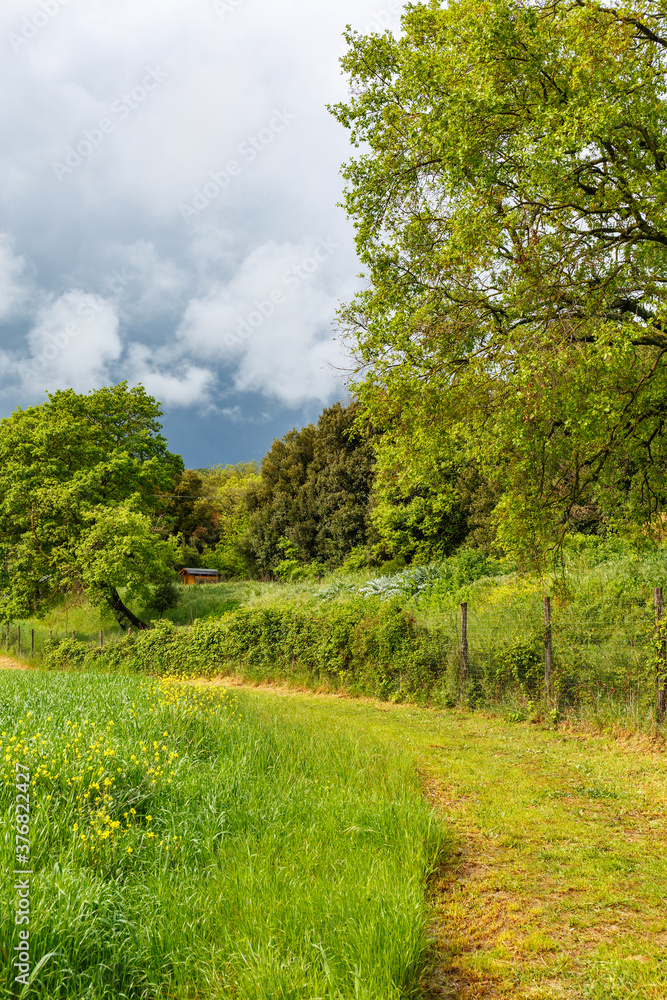 Hiking trail at a field and the forest Hiking trail at a field and the forest