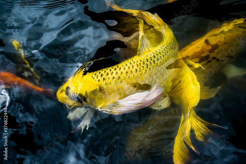 Fototapeta Naklejka Na Ścianę i Meble -  Koi fish or fancy carp fish floating on the water surface.