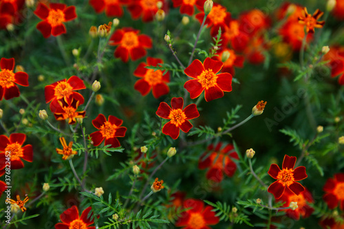 many small red and orange flowers in a sea of green © Peter