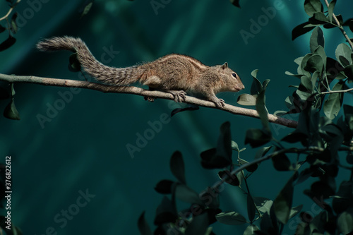 squirrel on tree top photo