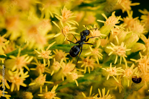 black ants on a leaf © Tung