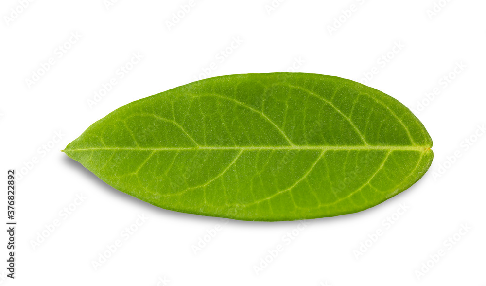 Fototapeta premium Green leaves isolated on a white background. with clipping paths.