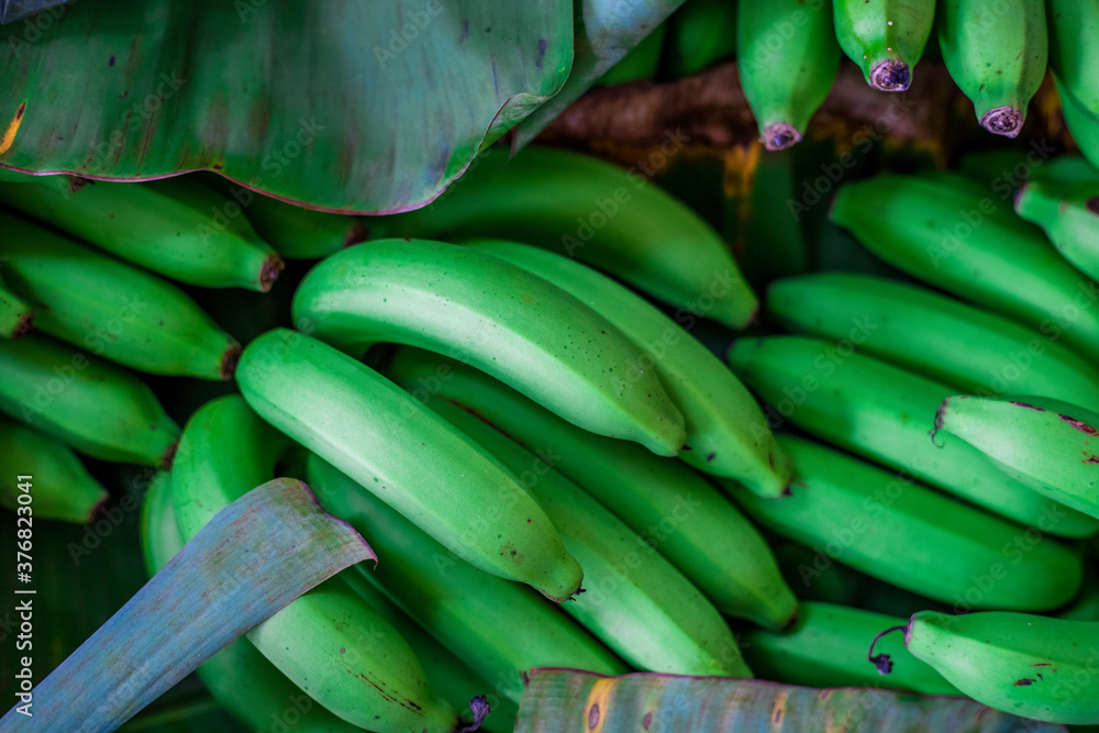 The close-up background of the fruit (bananas) looks green and when ripe, it turns yellow, sweet, is one of the healthiest foods. The close-up background of the fruit (bananas) looks green and when ripe, it turns yellow, sweet, is one of the healthiest foods.