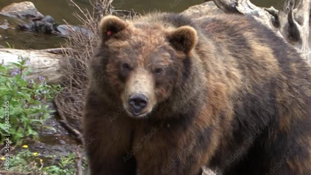 Zoom in on the bear's face looking straight into the camera lens. Zoom in on the bear's face looking straight into the camera lens.