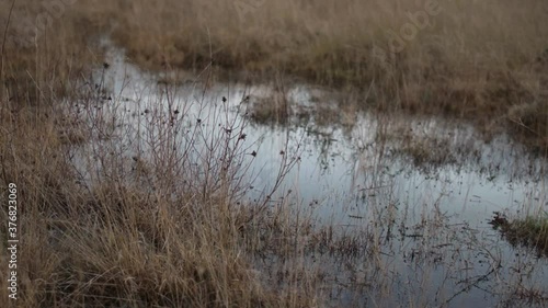 Little pond of water during nightfall in peatland photo