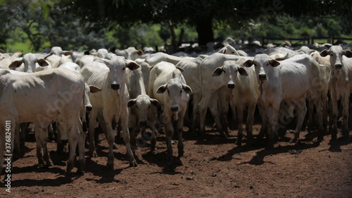 Wallpaper Mural nellore catlle, farm nellore, animais nelore, gado nelore Torontodigital.ca
