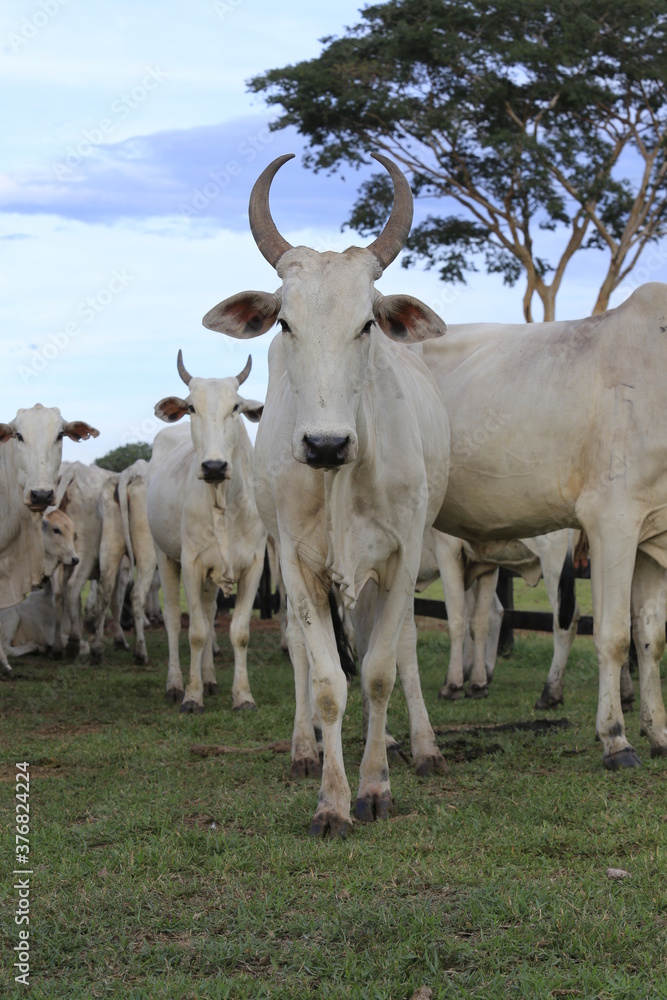 nellore catlle, farm nellore, animais nelore, gado nelore nellore catlle, farm nellore, animais nelore, gado nelore