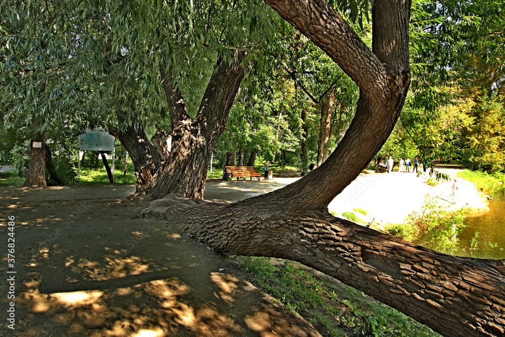 tree in the forest