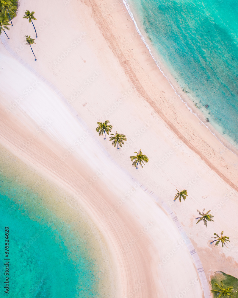 aerial shot of beach and palm tree