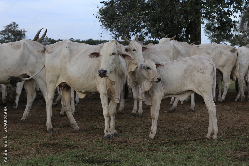 nellore catlle, farm nellore, animais nelore, gado nelore nellore catlle, farm nellore, animais nelore, gado nelore