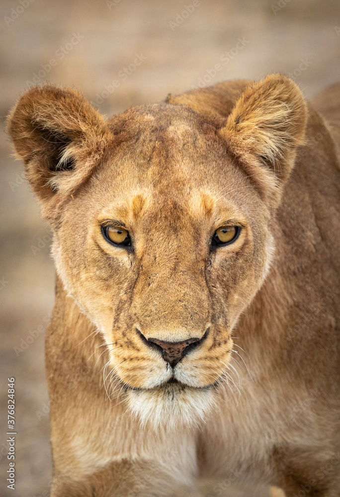 Vertical head on portrait of female lioness in Ndutu in Tanzania Vertical head on portrait of female lioness in Ndutu in Tanzania