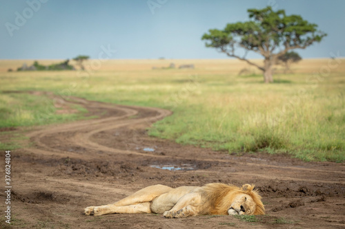 Male lion lying in a middle of a muddy road in Serengeti National Park in Tanzania
