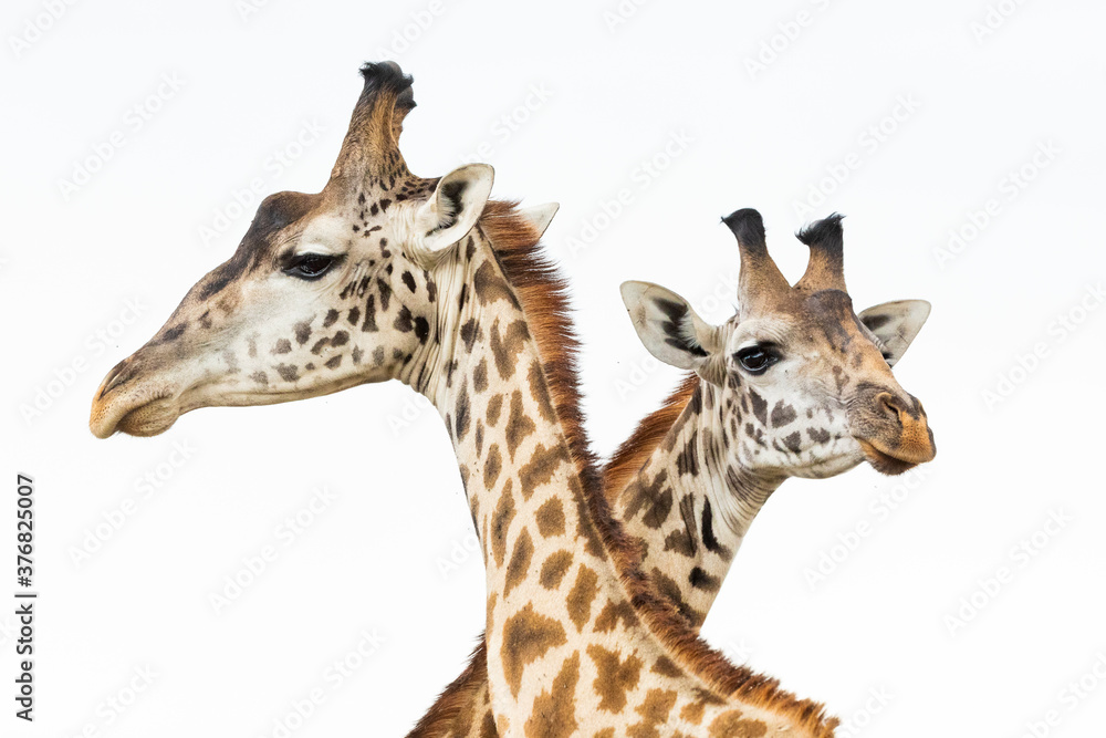Two heads of male giraffes isolated on white fighting in Masai Mara in Kenya Two heads of male giraffes isolated on white fighting in Masai Mara in Kenya
