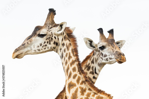 Two heads of male giraffes isolated on white fighting in Masai Mara in Kenya