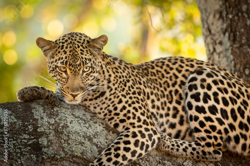 Horizontal portrait of an adult leopard lying down in the tree in Kruger Park in South Africa
