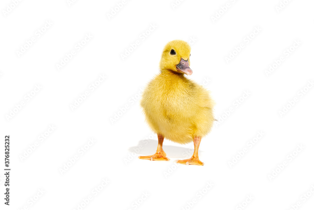 NewBorn little Cute yellow duckling isolated on white. NewBorn little Cute yellow duckling isolated on white.