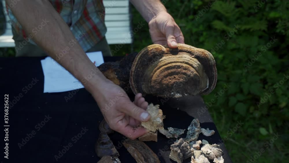 Herbalist showing dried Red Belted Polypore mushroom samples. Herbalist showing dried Red Belted Polypore mushroom samples.