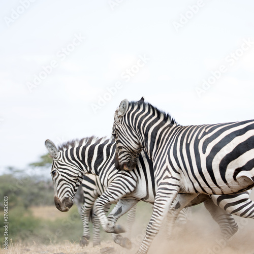 Fototapeta Naklejka Na Ścianę i Meble -  A heard of Zebra (Equus quagga) fighting near a waterhole. Kenya. Square Composition.