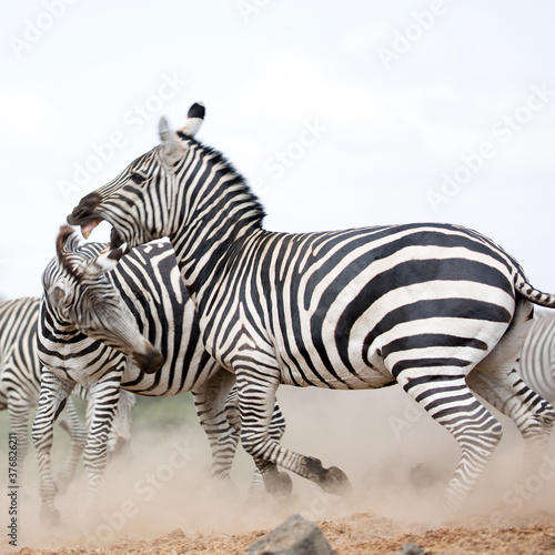 A heard of Zebra  Equus quagga  fighting near a waterhole. Kenya. Square Composition.