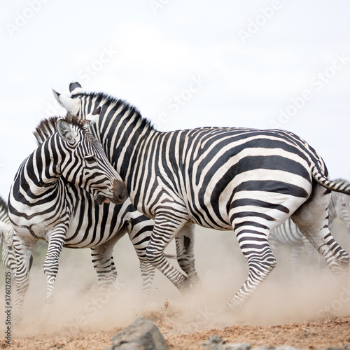 A heard of Zebra (Equus quagga) fighting near a waterhole. Kenya. 