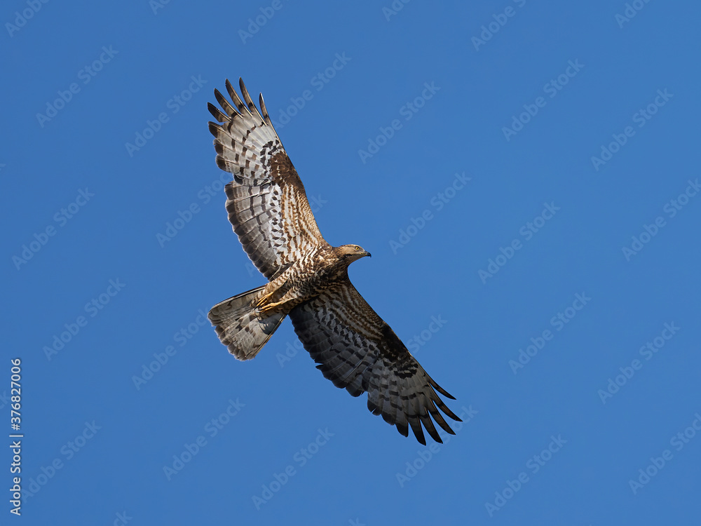 Fototapeta premium European honey buzzard (Pernis apivorus)