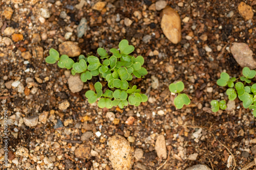 Budding of vegetable seeds in garden Budding of vegetable seeds in garden