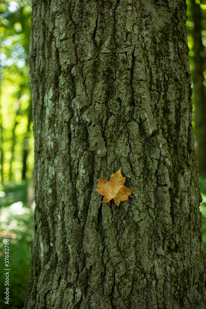 maple leaf on bark