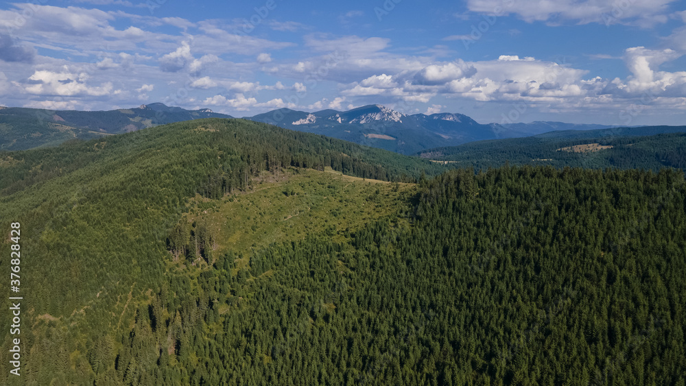 Wooded hills with deforested pine forests