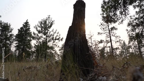 in the middle of a forest on top of dilworth mountain from a low angle showing the grass and a tree stump.  photo