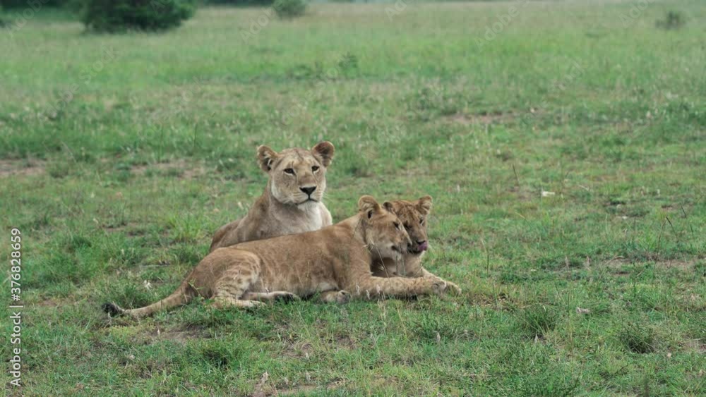 Lionness with her two cubs licking each other. Beautiful animal love scene in the wild. Masai Mara, Kenya. Lionness with her two cubs licking each other. Beautiful animal love scene in the wild. Masai Mara, Kenya.