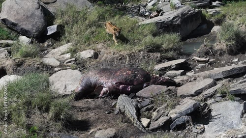 A young lion chases away a crocodile that is feeding on a hippo carcass.  Masai Mara, Kenya.