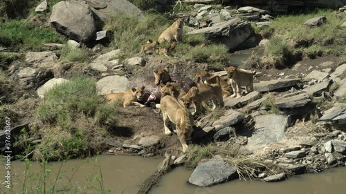 A lionness kicks away a crocodile from the hippo carcass that her pride is eating. The lionness puts her front paw on the crocodile's jaws . A rare shot taken in Masai Mara, Kenya.