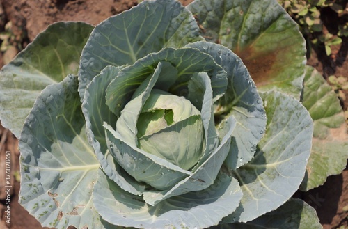 Fresh Cabbage with Selective Focus, Cutivated in Indian Countryside, Perfect for Wallpaper photo