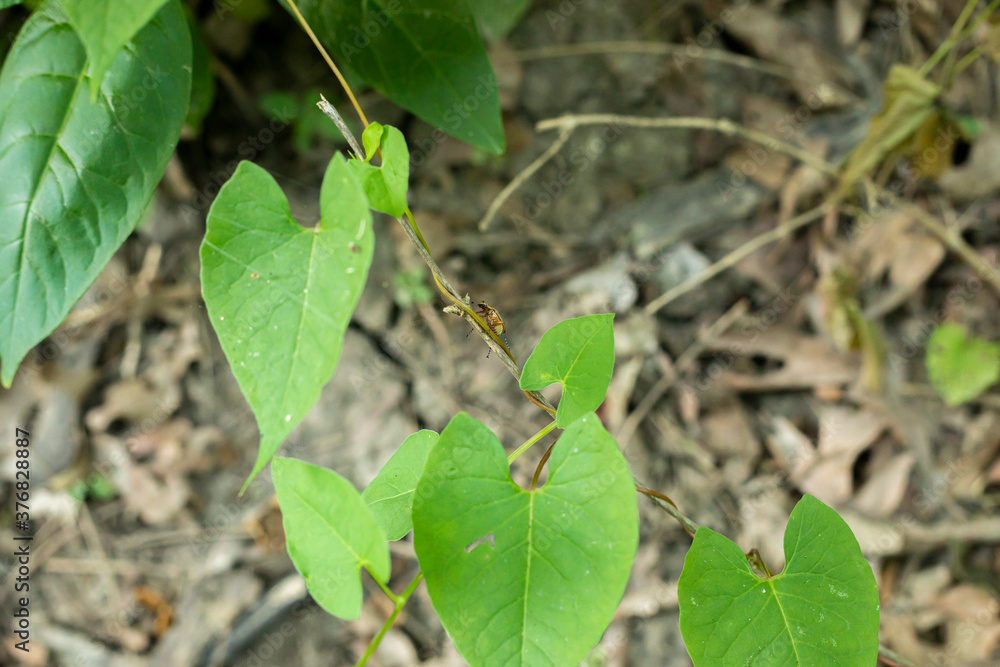 bug on twig bug on twig