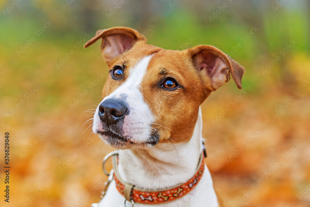 Close-up portrait of a Jack Russell Terrier.Terrier on the background of autumn leaves