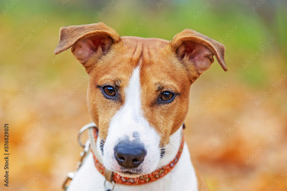 Close-up portrait of a Jack Russell Terrier.We look at the camera.Terrier on the background of autumn leaves