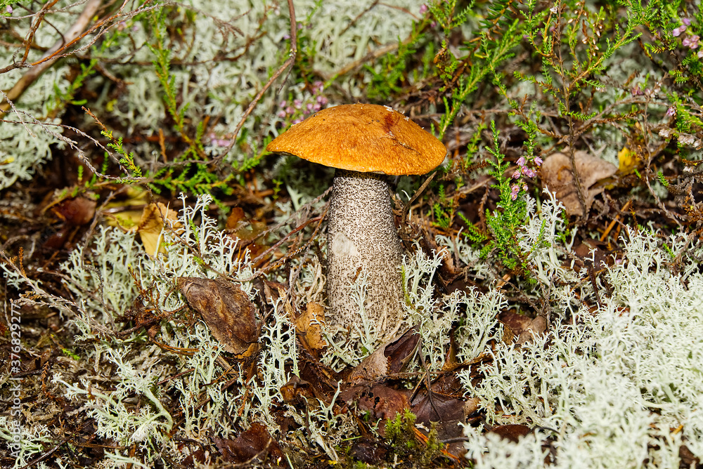 Fototapeta premium Edible orange-cap mushroom growing in green moss. Leccinum aurantiacum Harvesting mushrooms in forest. edible mushrooms in northern forests of europe.
