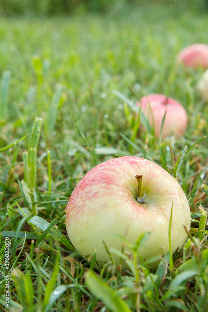 Red apples on green grass in the orchard Red apples on green grass in the orchard