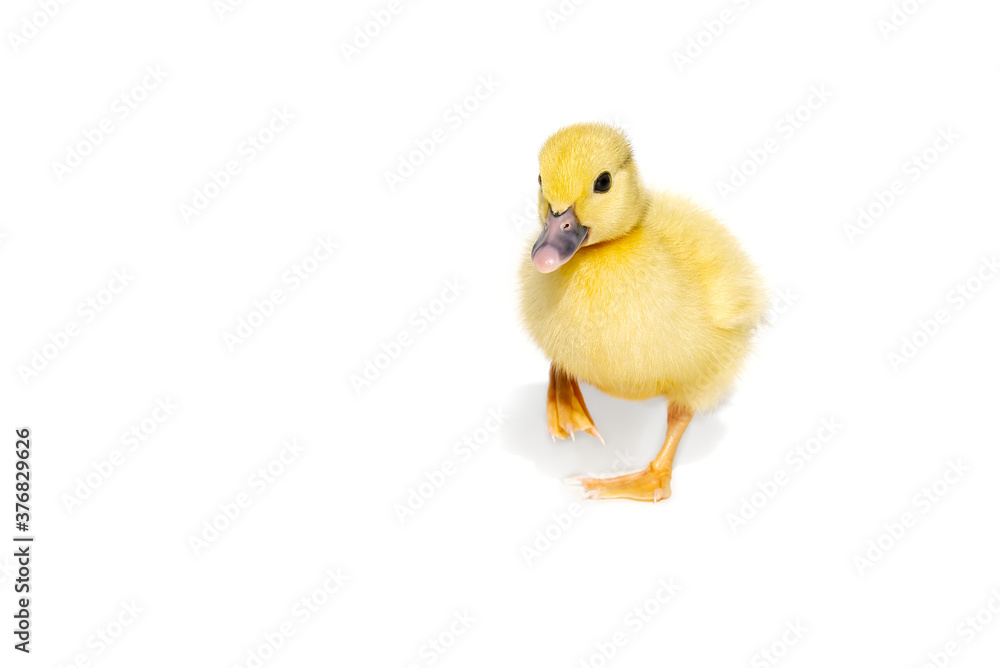 NewBorn little Cute yellow duckling isolated on white. NewBorn little Cute yellow duckling isolated on white.