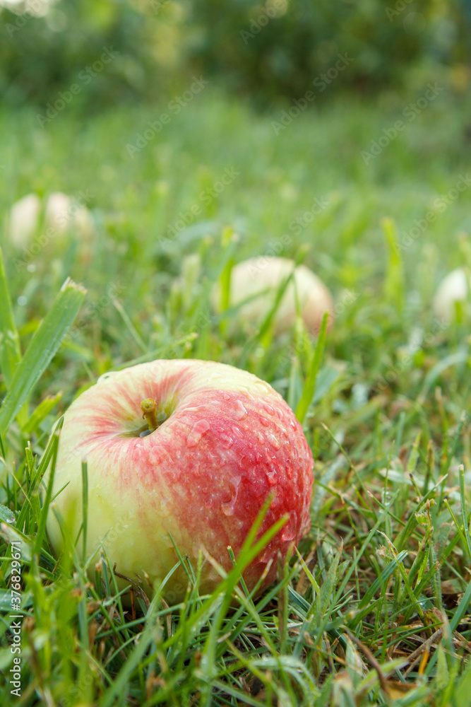 Red apples on green grass in the orchard Red apples on green grass in the orchard